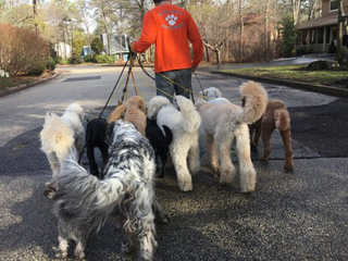Illustration for article titled The way to introduce your dog to undergo training in Dog Running in